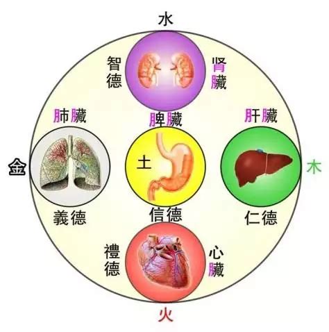 胃五行|二、胃